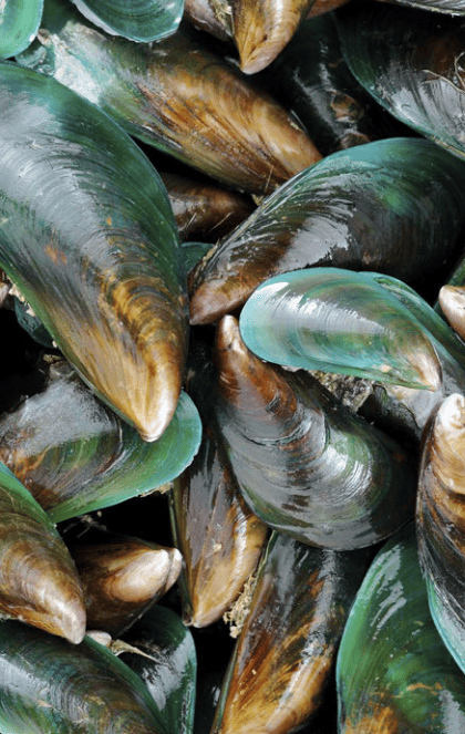 green lipped mussel shells