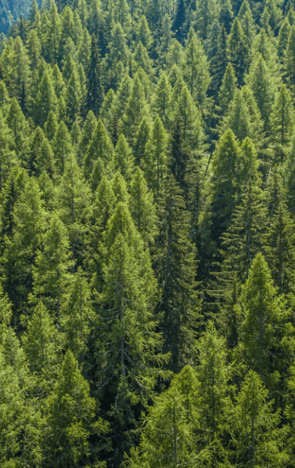 forestry in the Marlborough Sounds